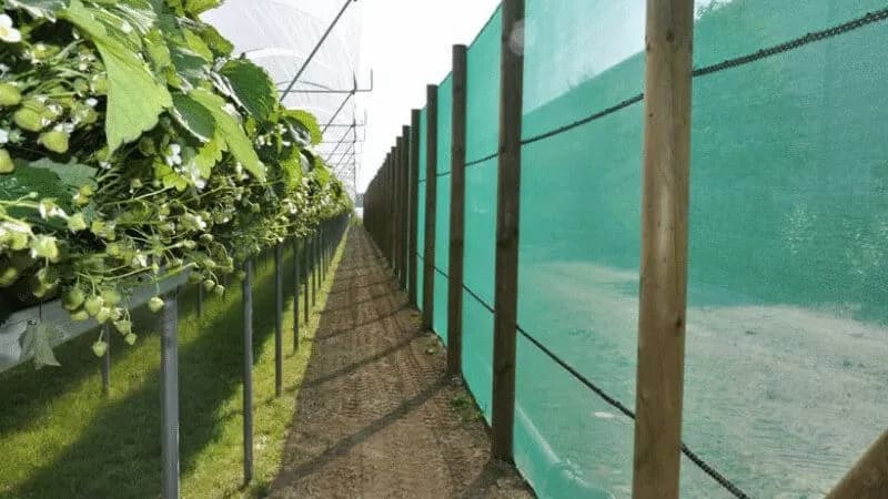 تصویر 1 از خرید و قیمت توری شید گلخانه 80 درصد + فروش عمده